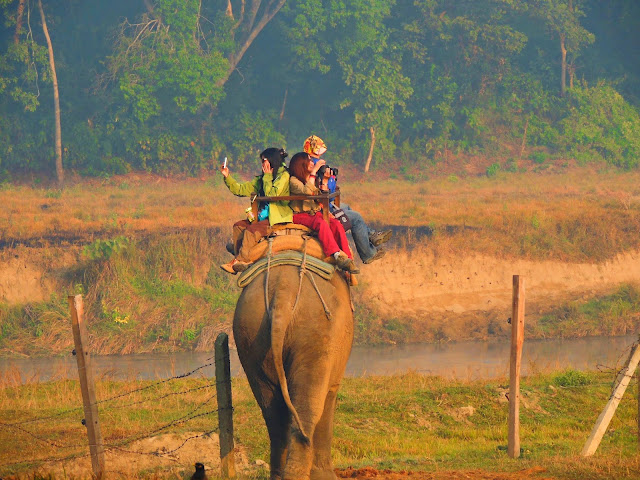 Elephant safari in Sauraha. Budget hotels in Chitwan.