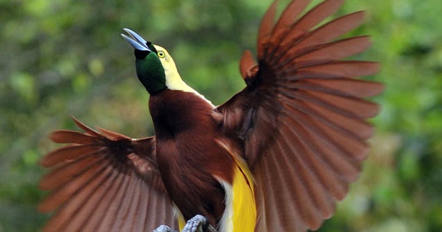 Asal Mula Burung Cendrawasih Cerita Rakyat Papua - Anak 