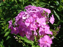 DSC03072