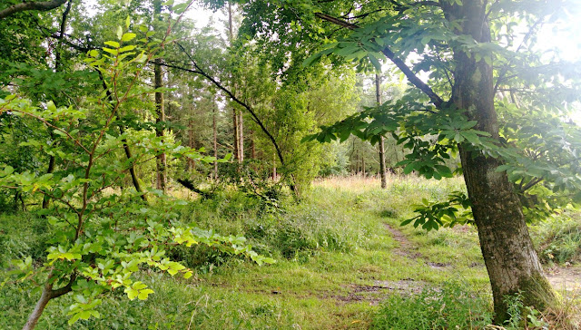 A pathway through the forest at Forest Glade Holiday Park