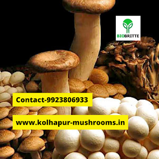 Oyster mushroom protein content