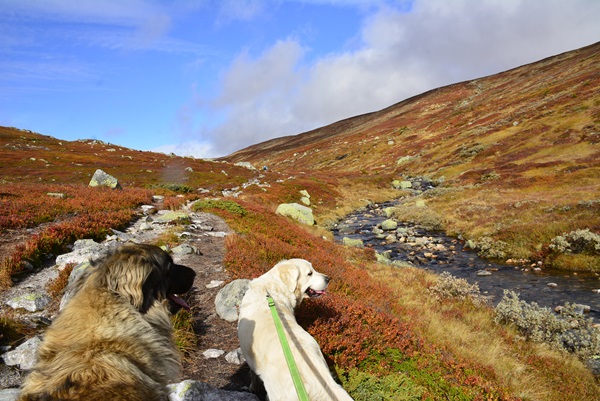 norefjell