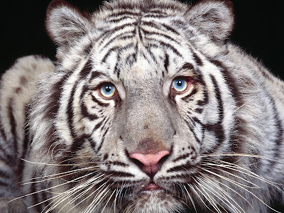 Animals Wallpapers of white tigers eyes