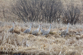 sandhill cranes have returned