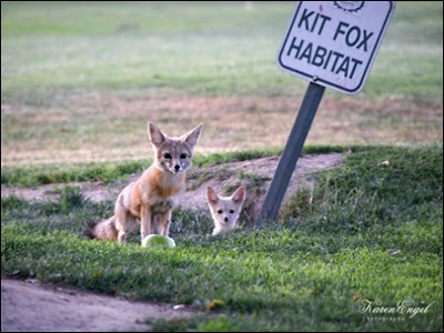 Image result for pictures of san joaquin kit fox defenders