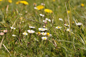 Country girl style blogger in daisy meadow