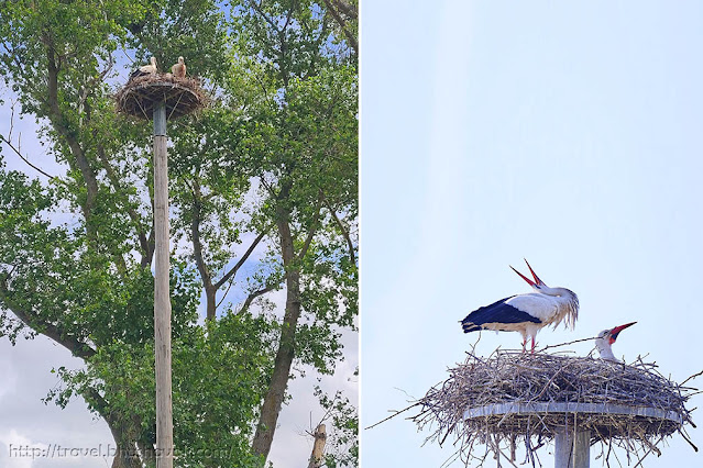 Bird Sanctuaries in Belgium Het Zwin Stork Nesting