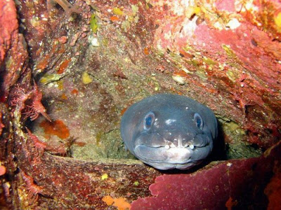 The Ugliest and Scariest Fish Seen On www.coolpicturegallery.us