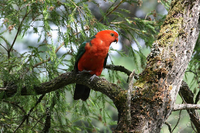 Australian King Parrot, http://dmjapan.blogspot.com/