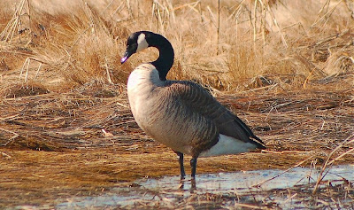 Cape Ann Images: Long Neck Goose & Then Some!