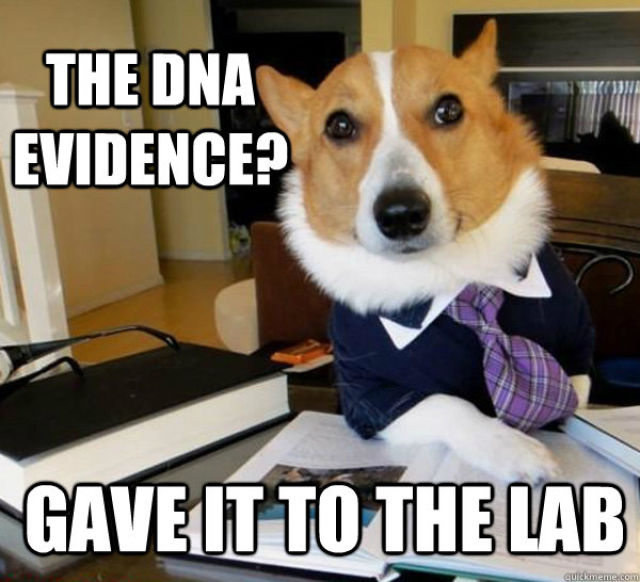 lawyer dog meme, meme, funny, funny pictures, dog meme pictures, corgi lawyer dog, corgi meme, dog pictures, funny dog pictures