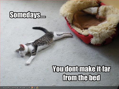 funny animals with funny sayings. funny cats with funny sayings