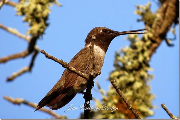 BlackChinned_Hummingbird