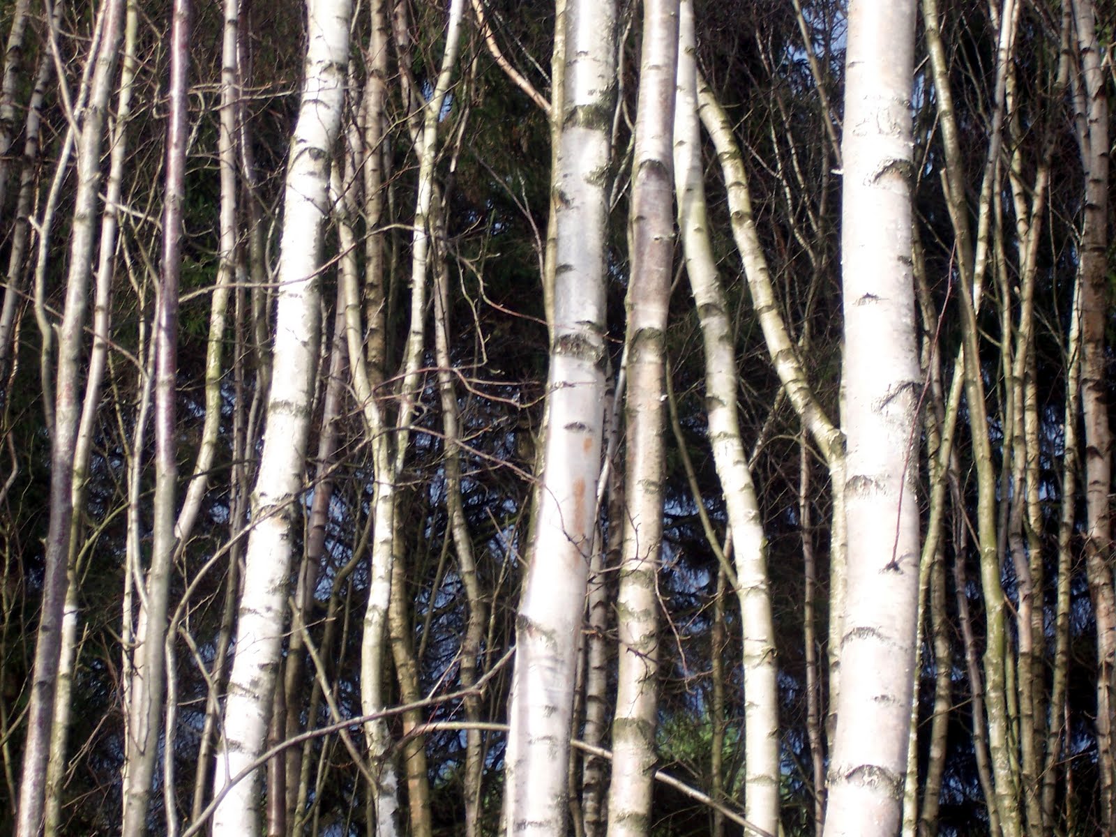 Silver Birch Wood Used To Be Gathered To Make Spools Bobbins Boxes