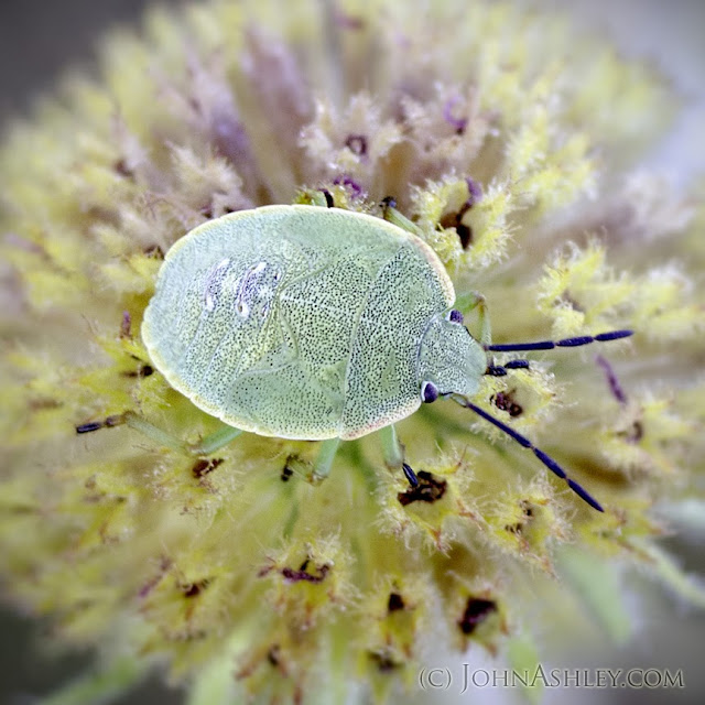 Larval green stink bug (c) John Ashley