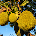 Jackfruit