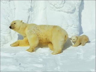 El oso polar, amenazado por el cambio climático, lleva 150.000 años en el Ártico