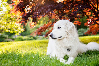 5 Most Popular White Dog Breeds (Fluffy, Small, Large and More)