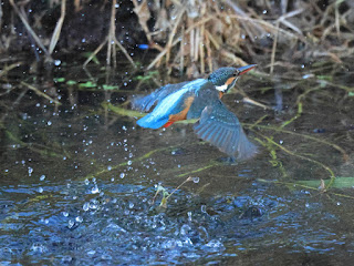 カワセミの水面飛出し3/3 黒目川Canon EOS R7にて撮影