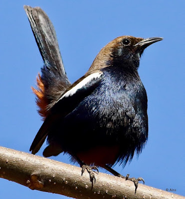 Indian Robin - reswident