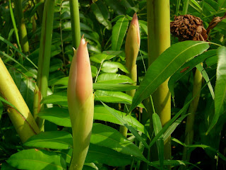 Tropical Blooms The Bunga Kantan  Story