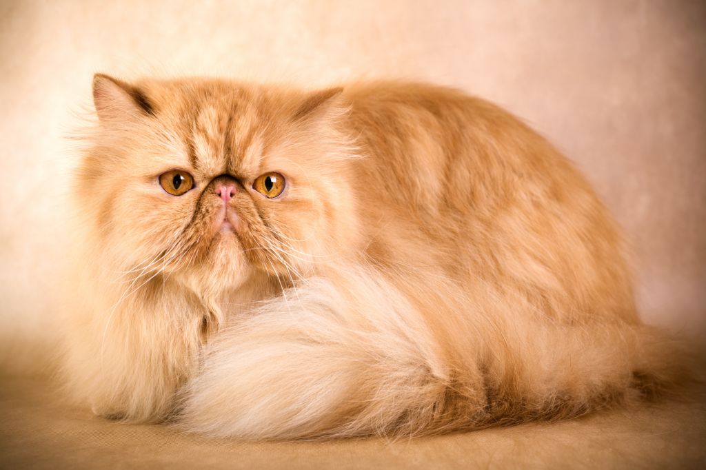 Gambar Foto Kucing Persia Lucu Imut - Gambar Kata Kata