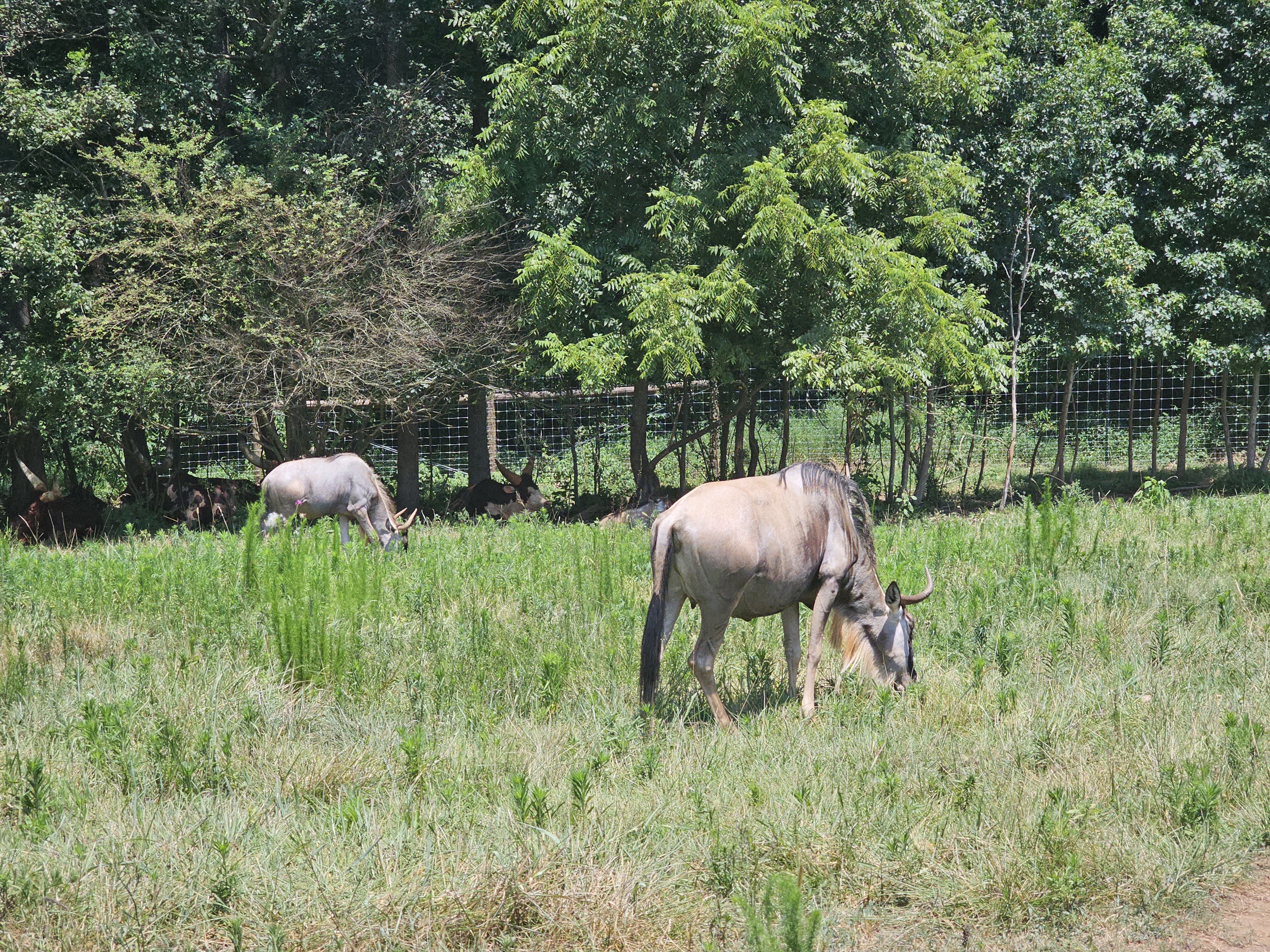 Atlanta Safari Park Blue Wildebeest