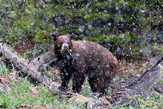 Yellowstone, snow, bear, http://bec4-beyondthepicketfence.blogspot.com/2016/05/work-hard-play-hard.html