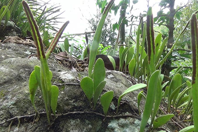 Dlium Tongue fern (Pyrrosia adnascens)