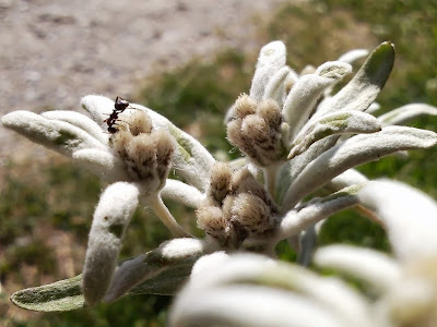 http://herbaly.blogspot.com/2013/08/an-herb-walk-through-high-alps.html