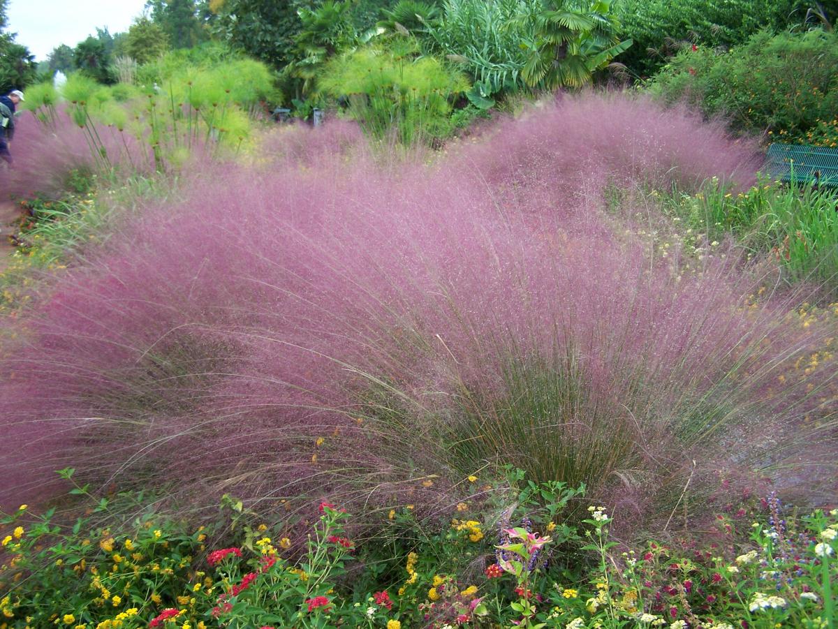 Pink Muhly Grass- Frothy, Pink and Deer Resistant