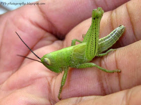 Baby Grasshoppers