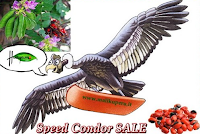 Logo Speed Condor Sale: conto alla rovescia per l'offerta lampo!