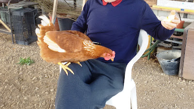 gallina rossa vuole rubare la mela a tziu Paulu