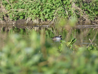 Male Garganey