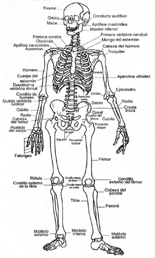 partes del cuerpo humano. del esqueleto humano,