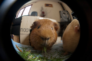 Guinea pig images