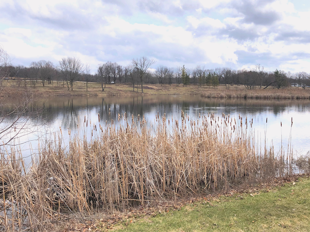 Calm of the early spring lake at Lakewood Forest Preserve.