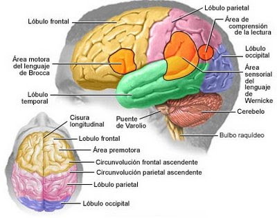 del cerebro la mayor parte