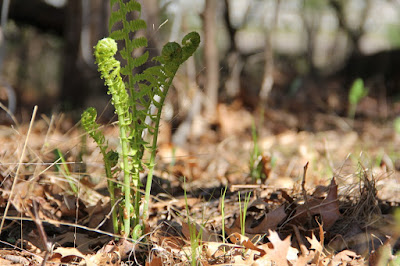 April 6, 2012: some Springs come earlier than others