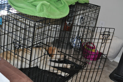 Bob laying all the way stretched out in his new big wire crate