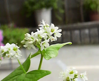 蕎麦屋の前のそばの花