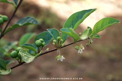 ramo-com-flores-para-baixo-e-frutos-verdes-para-cima