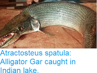 https://sciencythoughts.blogspot.com/2018/12/atractosteus-spatula-alligator-gar.html