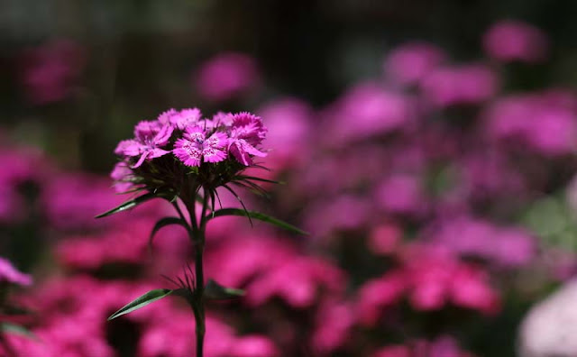 Sweet William Flowers Pictures