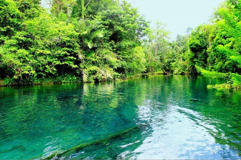 Habitat Tumbuhan dan Hewan  Tinta Pendidikan Indonesia