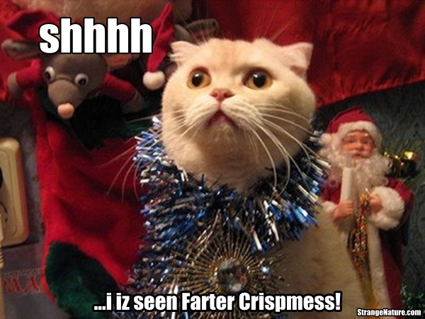 funny christmas animals