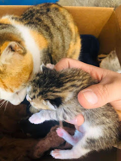 Pitbull de buen corazón invita a una gata callejera embarazada a su caseta para dar a luz a sus gatitos
