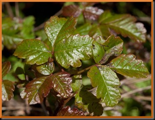 Franco-Poison-Oak-border