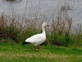 Snow Goose at White Rock Lake, Dallas, Texas